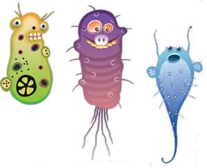 How To Kill Canine Parvovirus In 2025 18 Bacteria