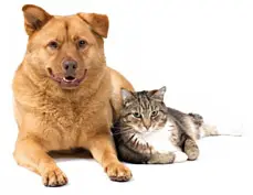 Contact Provetlogic 1 Contact ProVetLogic