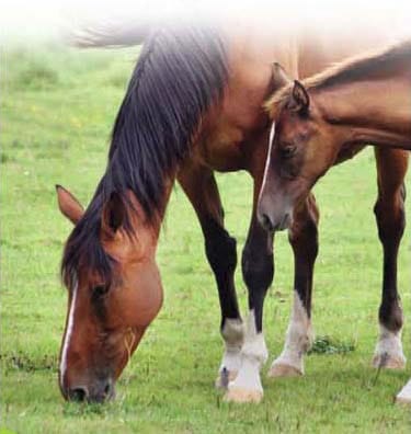 Is Your Stable Toxic? Try Our Equine Stable Cleaner 1 equine stable cleaner