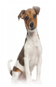 Deodorize Synthetic Turf