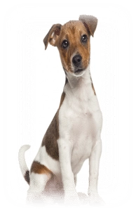 Critter Care Question #1 - How To Deodorize Synthetic Turf 4 Deodorize Synthetic Turf