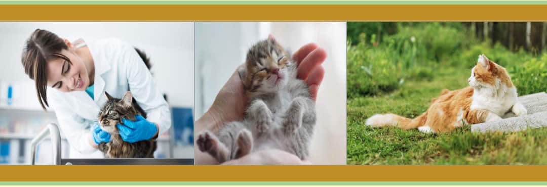 Techniques For Handling Cats 1 Techniques for Handling Cats