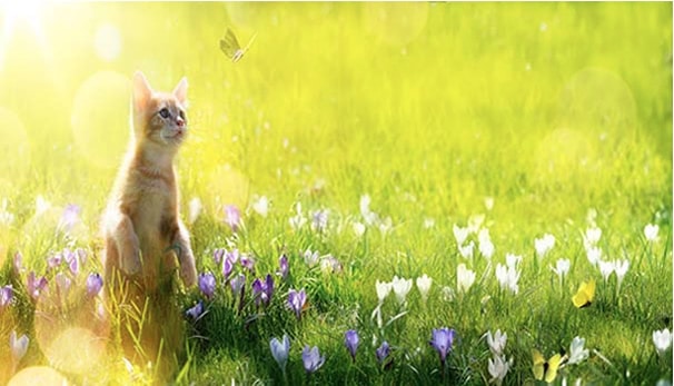 Kitten and Butterfly