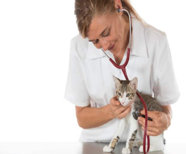 Vet with kitten
