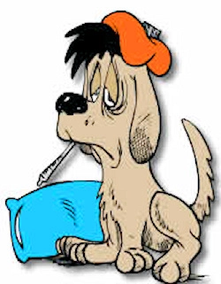 What Is Canine Parvovirus 2 Animal Facility Kills Dog Flu