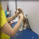 Animal Facility Refillable Wiping System 6-Pack 6 Grooming