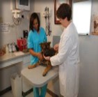 Animal Facility Refillable Wiping System 6-Pack 4 Vet hospital