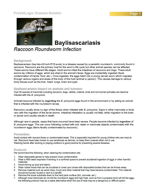 Pet Disease Bulletins 2025 30 Racoon Roundworm Infection